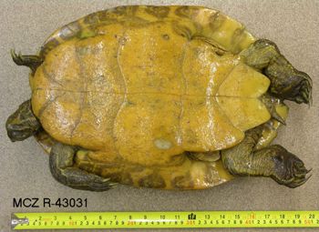 Media type: image; Herpetology R-43031